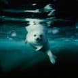 Amazing Conservation Photography A photo says a thousand words – especially amazing conservation photographs that evoke a myriad of emotions. Conservation photography may be a discipline you’ve never heard of. While the foundations have...