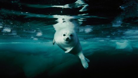 A photo says a thousand words – especially amazing conservation photographs that evoke a myriad of emotions. Conservation photography may be a discipline you’ve never heard of. While the foundations have...