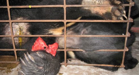 Do you know what is bile bear farming? According to Wikipedia, bile bear, or battery bear, refers to Asiatic black bears kept in captivity in China and Vietnam to harvest bile, a digestive juice produced by the liver and stored...