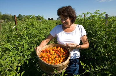 Organic farming is known to be environmentally sustainable, but can it be economically sustainable also? Well, great news for all organic food lovers and all farmers – yes, it can!...