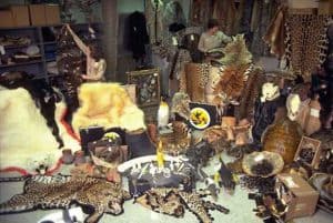 illegal wildlife trade items