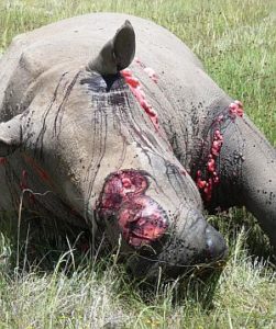 poached-white-rhino