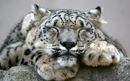 Snow Leopard l Majestic feline - Our Breathing Planet