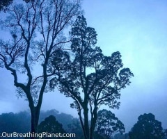 Our Breathing Planet in Malaysia
