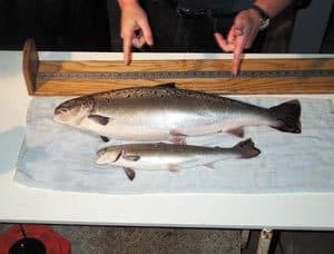 Genetically modified salmon