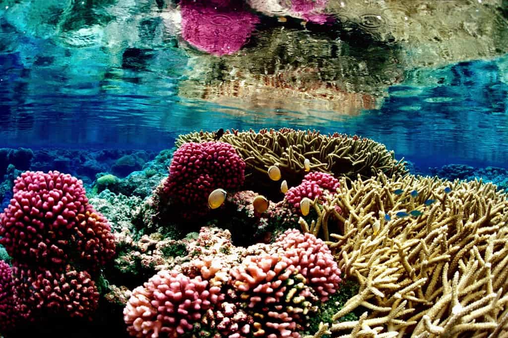 Global warming and coral reefs