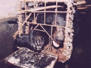 bear bile farming