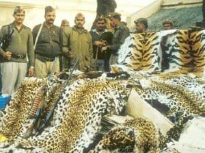 Illegal wildlife trade