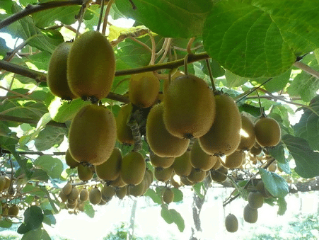 Kiwifruit