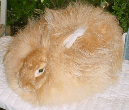 Angora Rabbit