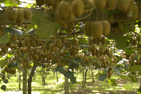 Kiwfruit
