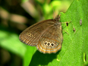 Mitchells Satyr Butterfly, Neonympha mitchellii