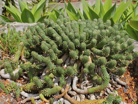 Euphorbia Caput-Medusae
