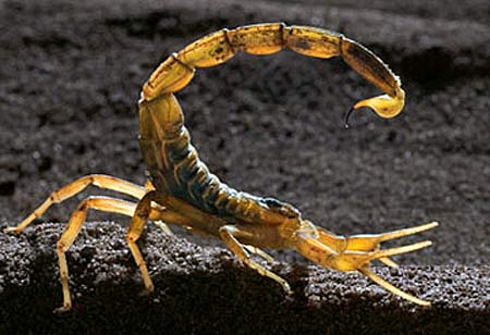 Resultado de imagen de deathstalker scorpion