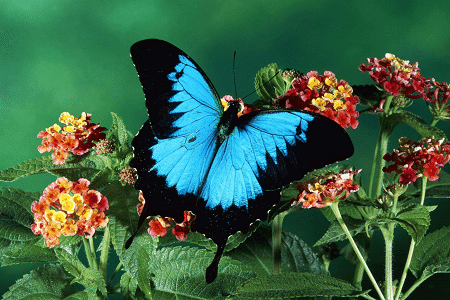 Ulysses Butterfly, Papilio ulysses