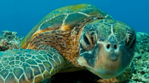 Green Sea Turtle, Chelonia mydas