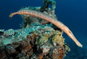 Atlantic Trumpetfish, Aulostomus strigosus