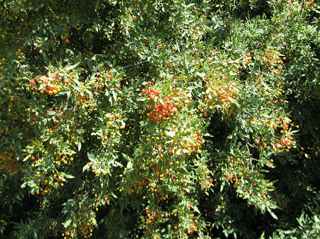 Nevin's Barberry, Mahonia nevinii
