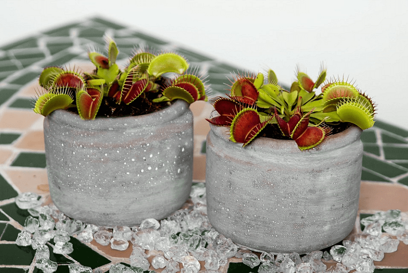 Venus Flytrap, Dionaea muscipula