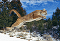 Cougar, Mountain Lion, Puma concolor