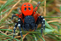 Ladybird Spider, Eresus sandaliatus