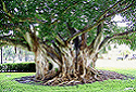 Strangler Fig, Ficus watkinsiana
