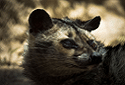 Asian Palm Civet, Paradoxurus hermaphroditus toddy cat