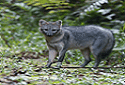 Crab Eating Fox, Cerdocyon thous