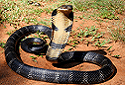 King Cobra, Ophiophagus hannah