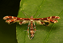 Plume Moth, Pterophoridae