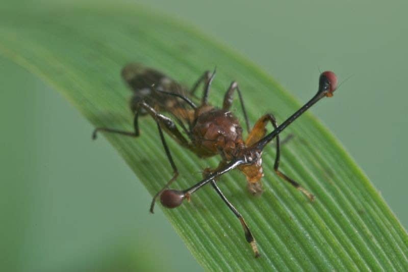 Stalk Eyed Fly, Diopsidae