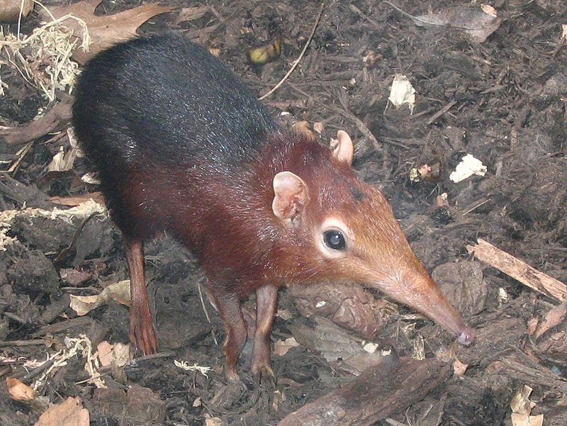 Elephant Shrew l Incredible Creature - Our Breathing Planet