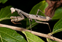 Carolina Mantis, Stagmomantis carolina