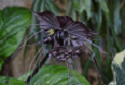 Black Bat Flower, Tacca chantrieri