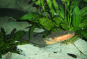 Electric Eel, Electrophorus electricus