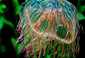Flower Hat Jellyfish, Olindias formosus
