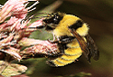 Golden Northern Bumblebee, Bombus fervidus