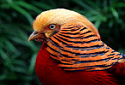 Golden Pheasant, Chrysolophus pictus