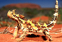 Thorny Dragon, Moloch horridus