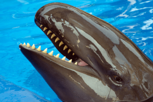 False Killer Whale, Pseudorca crassidens