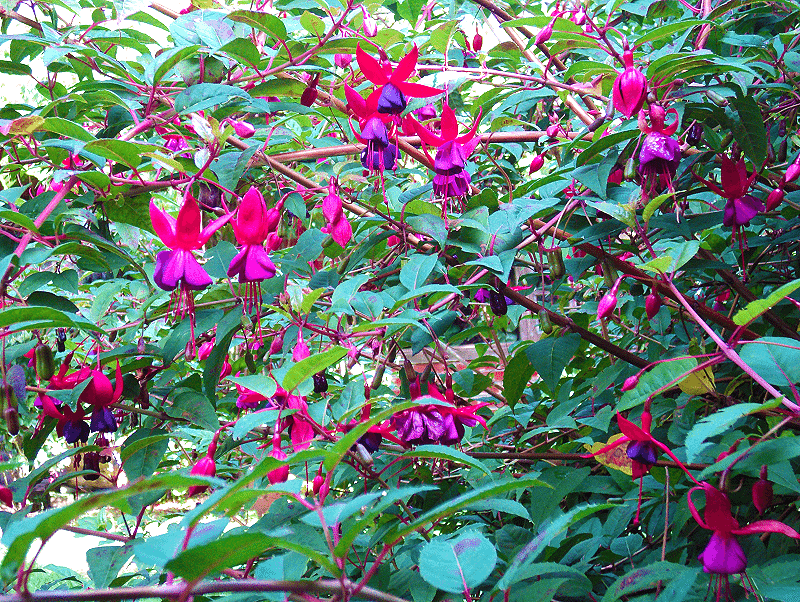 Hummingbird Fuchsia