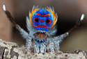 Peacock Spider, Maratus volans