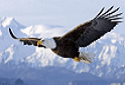 Bald Eagle, Haliaeetus leucocephalus