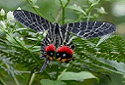 Bhutan Glory, Bhutanitis lidderdalii