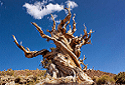 Bristlecone Pine, Pinus longaeva