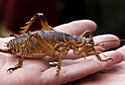 Giant Weta, Deinacrida