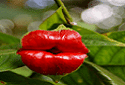 Hooker's Lips, Psychotria elata