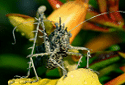 Lichen Katydid