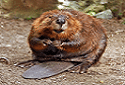 North American Beaver, Castor canadensis