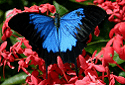 Ulysses Butterfly, Papilio ulysses